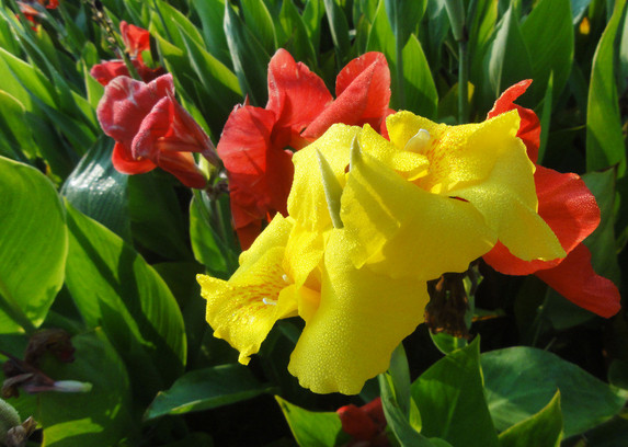 佳丽蕉花期