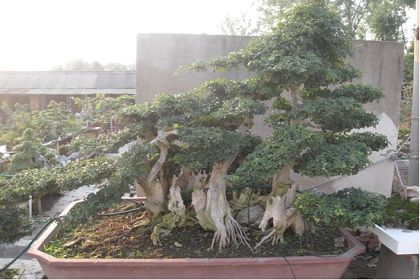 洋蜡盆景