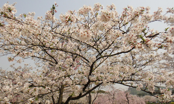 樱花花语