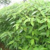 供给1年生喜树小苗·1-2-3公分喜树小苗