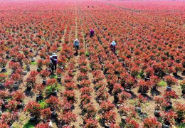 大型容器苗基地——江苏红方花木无限公司