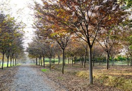 9000余亩苗圃基地——江苏宿迁三叶园林动物无限公司