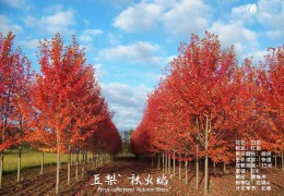 大型规范化莳植苗圃——俄乐岗苗圃（沭阳）