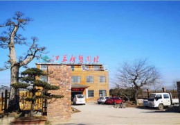 盆景直播发卖大户——江苏新艺园林工程无限公司