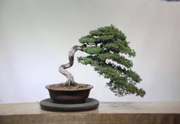 【盆景财产】扬子晚报：沭阳盆景品牌亮了！