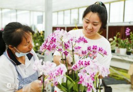 [中国江苏网]江苏沭阳：数字进“村”赋能村落复兴