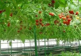 你真的懂聪明农业吗？聪明农业≠聪明操纵于农业