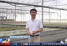 【多肉财产】央视《消息直播间》点赞沭阳多肉财产