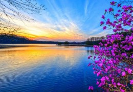 吉林龙湾进行野生杜鹃花草游览节