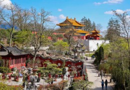 这棵紫玉兰，见证了故国交际