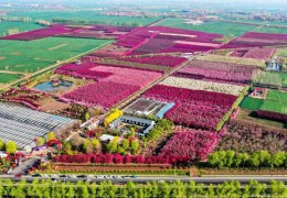 2025年度天下林草种苗供需阐发报告宣布