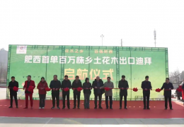 安徽合肥：百万株苗木出口迪拜